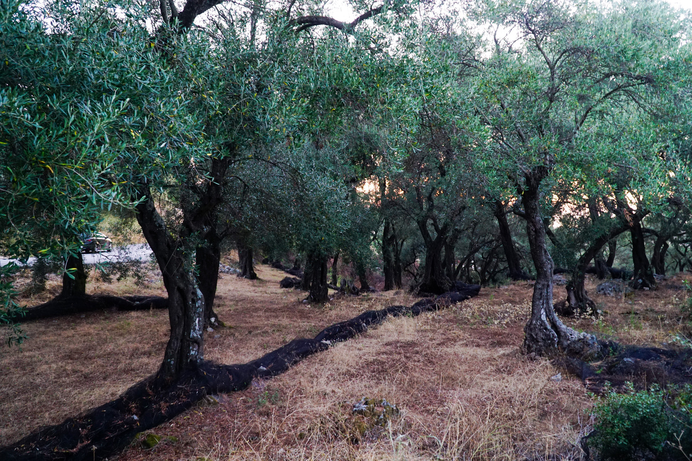 «Εκτενής αυτοψία σε πληγέντες ελαιώνες της Κρήτης από την ξηρασία»